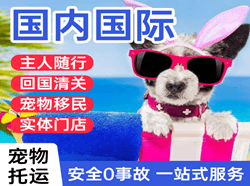 深圳空运公司国际宠物托运 【国